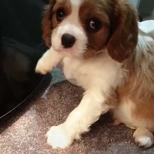 Meet your Posher, Mario